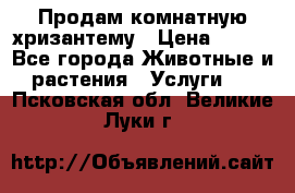 Продам комнатную хризантему › Цена ­ 250 - Все города Животные и растения » Услуги   . Псковская обл.,Великие Луки г.